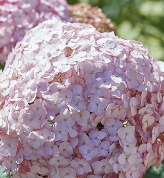 Hortenzia strom�ekovit� �CANDYBELLE BUBBLEGUM� 30-40 cm, kont. 2,5 l