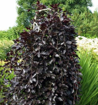 Buk lesn� �PURPUREA PENDULA� 110-120 cm, kont. 10 l