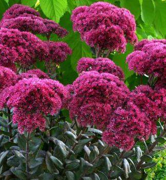 Rozchodn�k ve�k� �THUNDERHEAD�� kont. 0,5 l