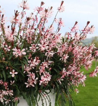 Gaura Lindheimerova �GRACEFUL LIGHT PINK�� kont. 0,5 l