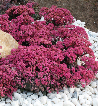 Rozchodn�k hybridn� �SUNSPARKLER� DAZZLEBERY� kont. 0,5 l