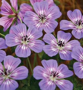 Pakost hybridn� �HAVANA BLUES��, kont. 0,5 l