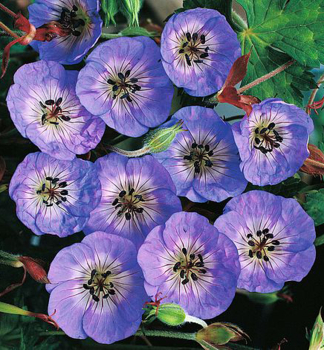 Pakost hybridn� �BUXTON BLUE� kont. 0,5 l