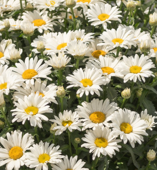 Margar�ta ve�ko�borov� �SWEET DAISY CHRISTINE�� kont. 0,5 l