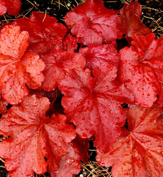 Heuchera hybridn� �FIRE ALARM� kont. 0,5 l