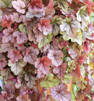 Heucherela hybridn� �COPPER CASCADE�� kont. 0,5 l