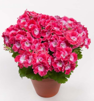 Pelarg�nia ve�kokvet� �BERMUDA� CHERRY�, kont. 0,3 l