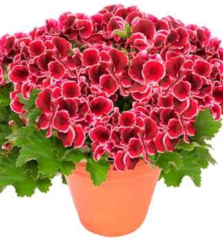 Pelarg�nia ve�kokvet� �ARISTO�RED BEAUTY�, kont. 0,3 l
