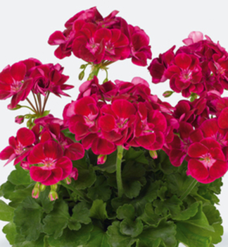 Pelarg�nia vzpriamen� �FLOWER FAIRY VELVET��, kont. 0,3 l