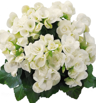 Beg�nia hybridn� �SUNBRERO CLARA��, kont. 1 l