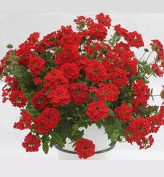 Verbena �ESTRELLA RED��, kont. 0,3 l
