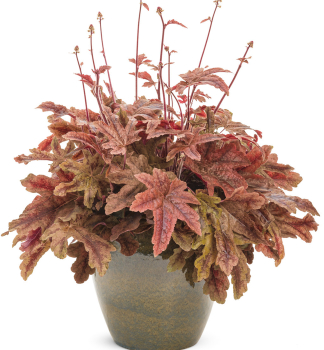 Heucherela hybridn� �RED ROVER��, kont. 0,5 l