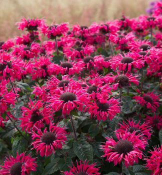 Monarda podvojn� �BEE�MERRY�, kont. 1 l