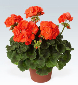 Pelarg�nia vzpriamen� �MORNING SUN��, kont. 0,3 l