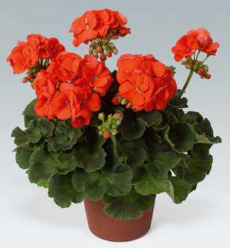 Pelarg�nia vzpriamen� �ANTHONY��, kont. 0,3 l