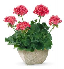 Pelarg�nia vzpriamen� �MOSAIC RED��, kont. 0,3 l