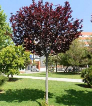 Okrasn� slivka �NIGRA� na kmienku 120 cm, kont. 12 l