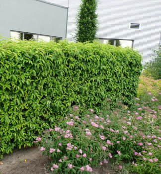 Vavr�novec portugalsk� �ANGUSTIFOLIA� 30-40 cm, kont. 2 l
