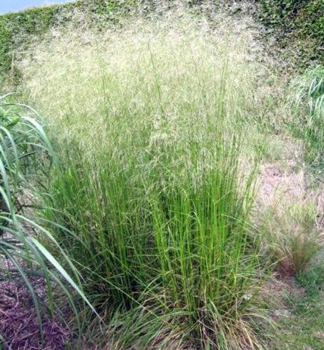Metlica trsnat� �TARDIFLORA�, kont. 0,5 l