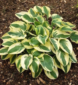 Hosta �BRIM CUP� kont. 0,5 l