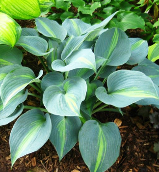 Hosta �DREAM QUEEN� kont. 0,5 l