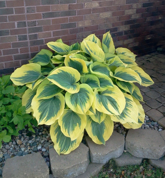Hosta �LIBERTY�� kont. 0,5 l