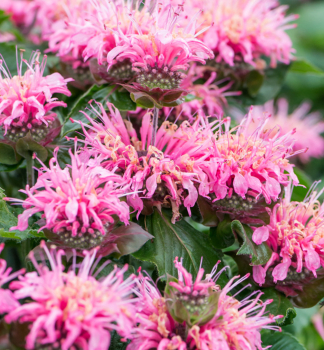Monarda podvojn� �BEE�LIEVE� kont. 1 l