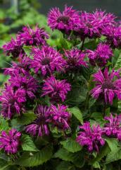 Monarda podvojn� �BEE�PURE� kont. 1 l