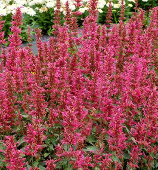 Agastache hybridn� �MORELLO�� kont. 0,5 l