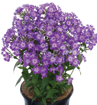 Flox metlinat� �EARLY� PURPLE EYE� kont. 0,5 l