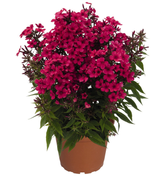 Flox metlinat� �EARLY� RED� kont. 0,5 l