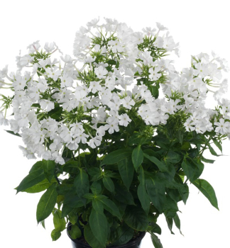 Flox metlinat� �EARLY� WHITE� kont. 1 l