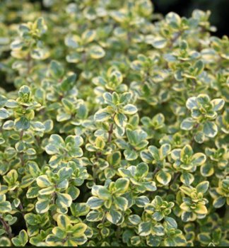 Materina d��ka citr�nov� �LEMON VARIEGATA�, kont. 0,5 l