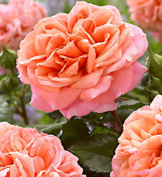 Ru�a ve�kokvet� kr�kov� �MARY ANN�� * Tantau, kont. 2 l