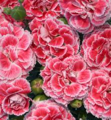 Obr�zok (2)
