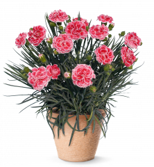 Klin�ek vo�av� �PERFUME� PINKS CORAL REEF�, kont. 0,3 l