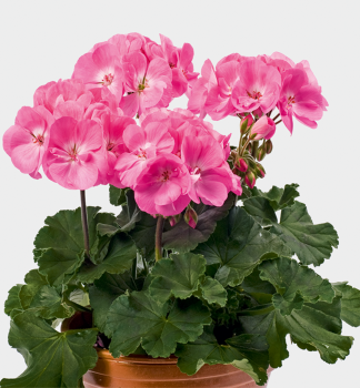 Pelarg�nia vzpriamen� �ROSITA��, kont. 0,3 l