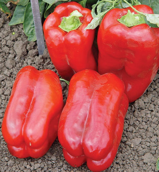 Paprika ve�koplod� �erven� �LAMUYO�, kont. 0,3 l