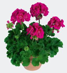 Pelarg�nia vzpriamen� �FLOWER FAIRY BERRY��, kont. 0,3 l