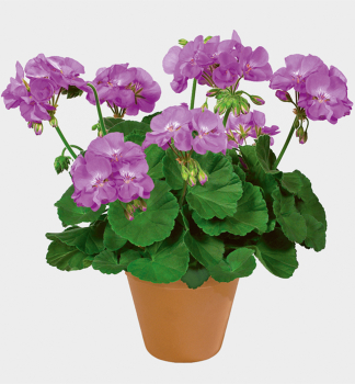 Pelarg�nia vzpriamen� �BLUE WONDER��, kont. 0,3 l