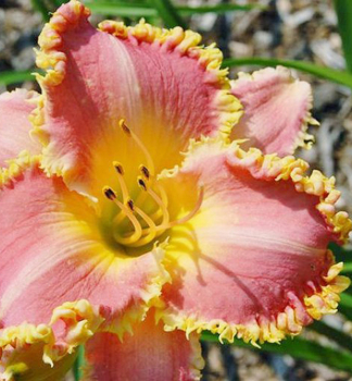 �aliovka hybridn� �HEAVENLY PINK FANG�, kont. 1 l
