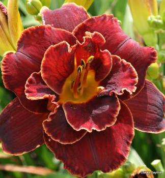 �aliovka hybridn� �NIGHT EMBERS�, kont. 1 l