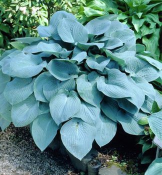Hosta �BLUE ANGEL� kont. 0,5 l