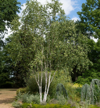 Breza himal�jska (jacquemontii) 220-240 cm, kont. 25 l