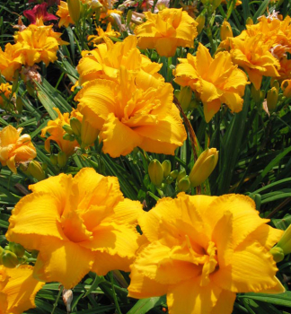 �aliovka hybridn� �CONDILLA� kont. 1 l