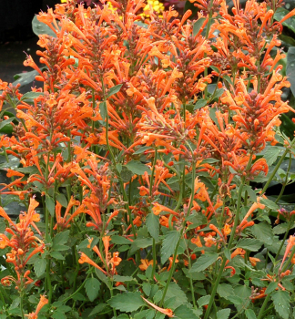 Agastache hybridn� �KUDOS MANDARIN�� kont. 0,5 l