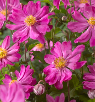Veternica hybridn� �PRINZ HEINRICH�, kont. 1 l