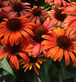 Echinacea hybridn� �ORANGE SKIPPER�� kont. 0,5 l