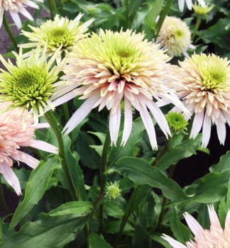 Echinacea hybridn� �CHERRY FLUFF�� kont. 0,5 l