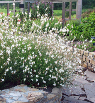 Gaura Lindheimerova �WHIRLING BUTTERFLIES� kont. 0,5 l